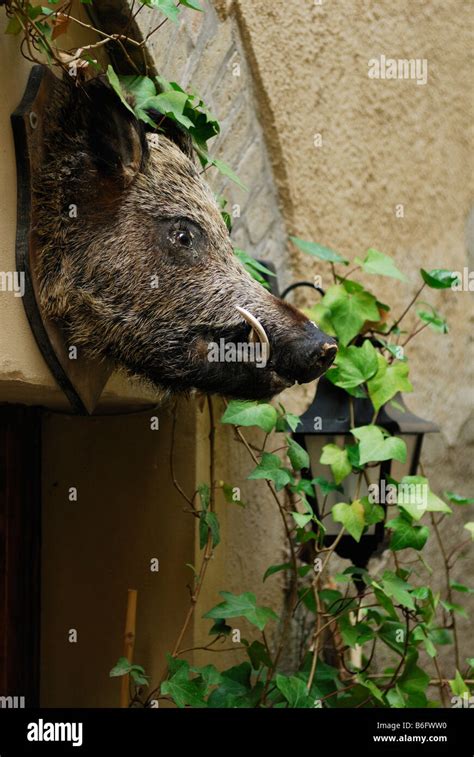 Volterra Tuscany Italy Wild Boars Head Above The Door Of A Salumeria