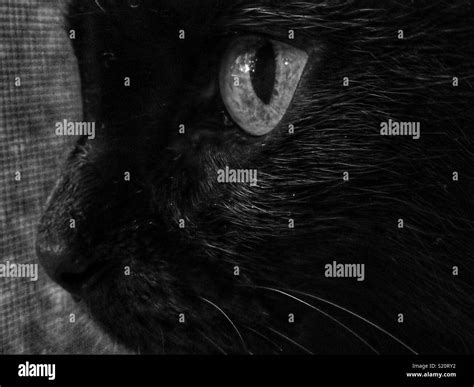 Black Cat Black And White Stock Photos And Images Alamy