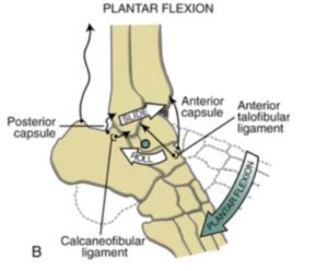 Tenderness at the calcaneal tuberosity usually is apparent on examination and is increased with passive dorsiflexion of the toes. Ankle lock: Just Pain? - Doctor Kickass