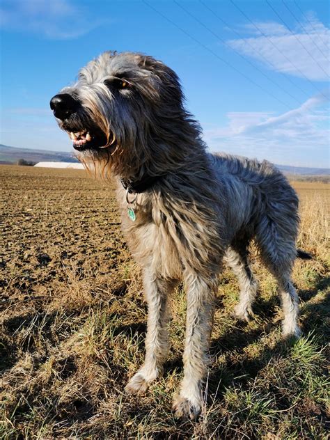 The czechoslovakian wolfdog is a relatively new breed of dog from eastern europe. Pin von siwa auf irischer wolfshund in 2020 | Irischer ...