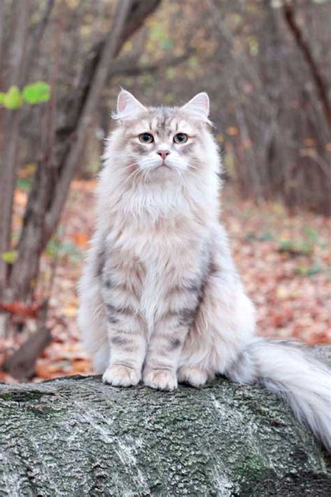 Siberian Cat Breeds Siberian Cat Cat Breeds Beautiful Cats