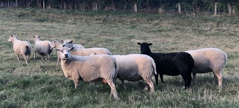 For Sale Ten Shetland Ewes Shetland Sheep Society