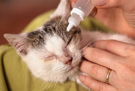 Apabila tidak segera diisolasi, penyakit mata. 8 Ubat Sakit Mata Kucing Terbaik Malaysia 2021 - InfoSantai
