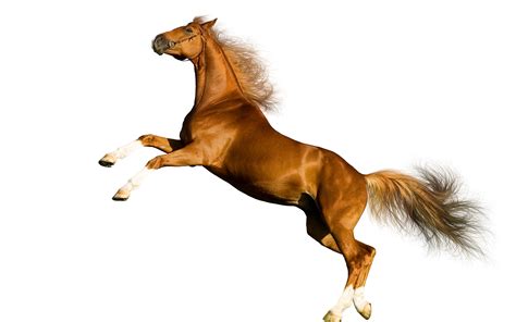 Photos Horses Running Animal 3840x2400