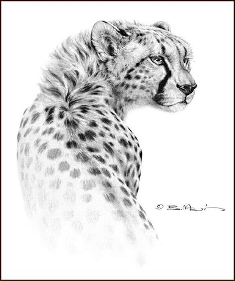 Easy cheetah drawing at getdrawings | free download. Gepard | Rysowanie dzikich kotów | Pinterest | Tattoo