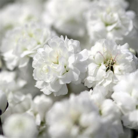 Gypsophila raw enzymes supplement is made of completely natural ingredients. Gypsophila Xlence ™ - Florsani