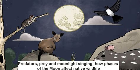 Predators Prey And Moonlight Singing How Phases Of The Moon Affect