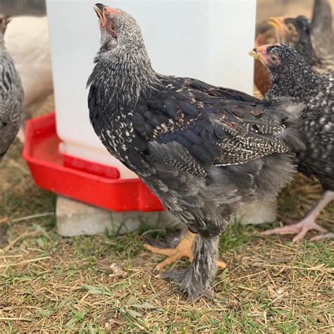 Dark Brahma Chickens Baby Chicks For Sale Cackle Hatchery