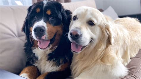 The Golden Retriever Loves To Play With The Bernese Mountain Dog Youtube