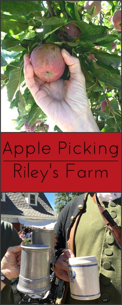 Apple Picking At Rileys Farm Oak Glen California Apple Picking