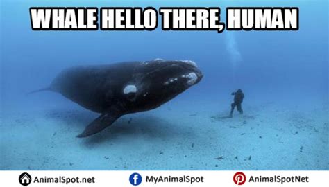 Whale Love Memes