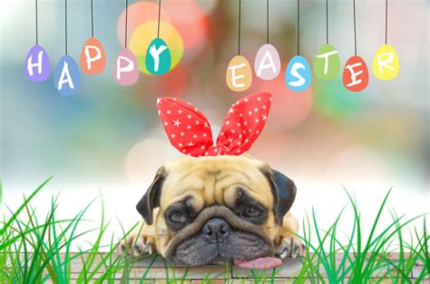 Easter Dangers All Pets Education And Training