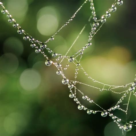 Photography Tips For Beautiful Spider Web Photos
