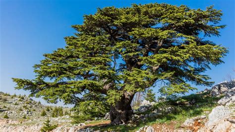 Cedars Of Lebanon At Risk From Fires And Drought World The Times