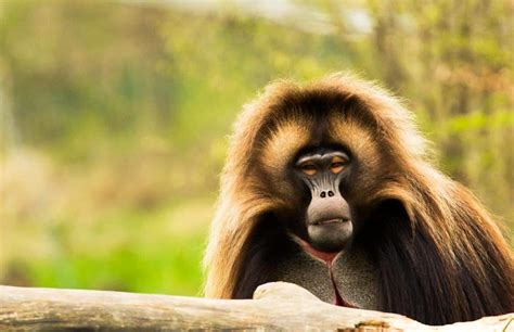 Gelada Monkey | Brilliant Ethiopia