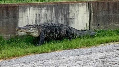 Watch Massive Alligator Spotted In Louisiana Kxan Austin
