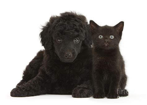 Black Toy Poodle And Black Kitten Photograph By Mark Taylor Fine Art