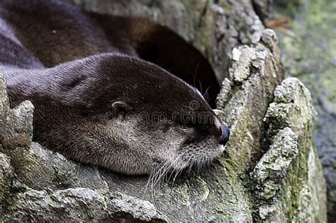 Sleeping River Otter Stock Image Image Of Tambopata 64820315