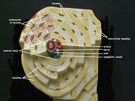 Long bone type in the upper arm. osteon model | A&P.2.Skin.Bone.Muscle | Pinterest | Anatomy