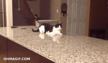 Cat Gifs To Help You Get Through Your Day Universityprimetime