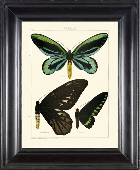 Butterfly Print Seitz Botanical Art Print 20 Beautiful Blue Etsy