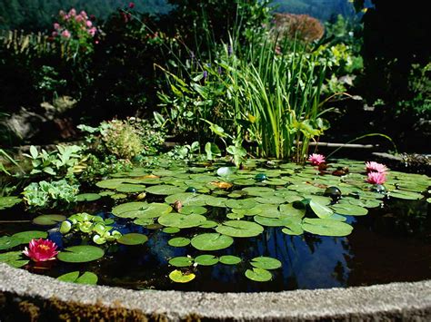 Pond Care Cleaning And Maintenance During Summer Saga
