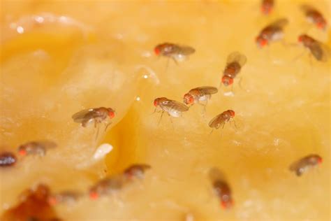 Foto 5 Cara Ampuh Mengusir Lalat Buah Tanpa Meracuni Makanan Halaman 2