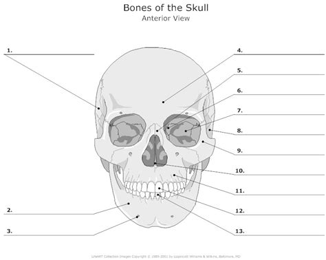 Second, the orientation of the bones of the forearm, radius and ulna, is much clearer to see in a diagram or picture where the palm of the hand is turned forward (supination). 12 Best Images of Skull Anatomy And Physiology Worksheets - Skull Bones Worksheet, Human Anatomy ...