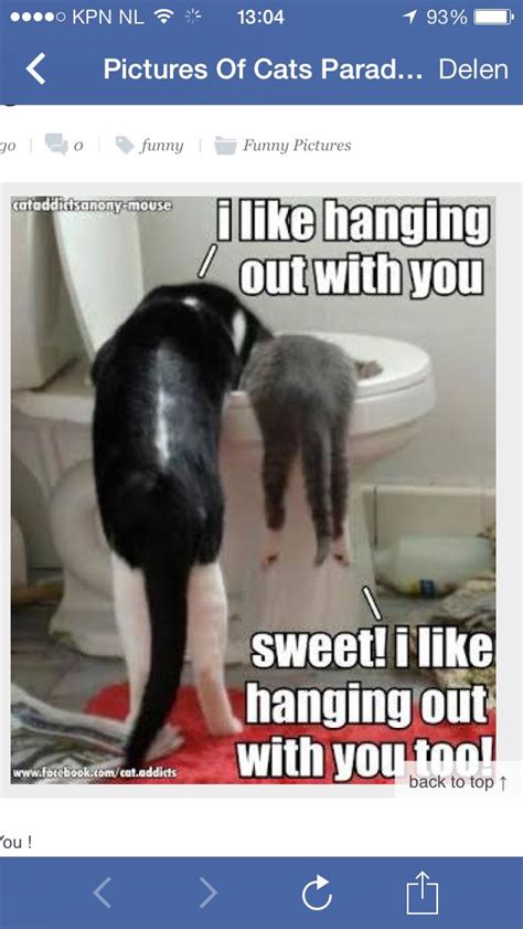 Pin By Karin Meijer On Furry Felinesmaine Coons Cat And Dog Memes
