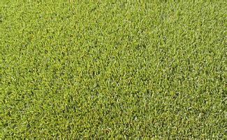 It spreads rapidly and heals quickly. Tifway 419 Bermudagrass Turf Grass - Phillip Jennings Turf ...