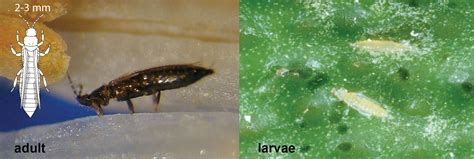Thrips In Citrus Department Of Agriculture And Food