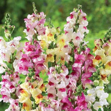 How To Grow Snapdragons In Containers Gardeners Path