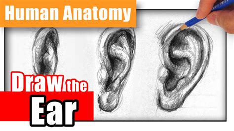 How To Draw The Ear The Easy Way Different Angles Youtube