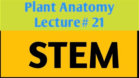 Plant Anatomy Lecture 21 Stem Anatomy Youtube