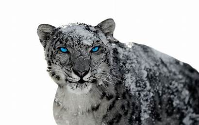 Leopard Snow Animal Backgrounds Mac Os Background