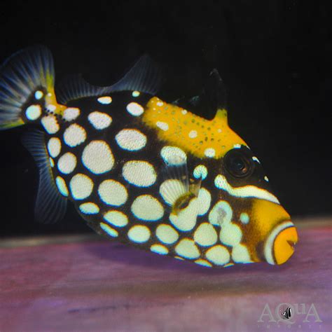 Clown Triggerfish Balistoides Conspicillum Aqua Imports