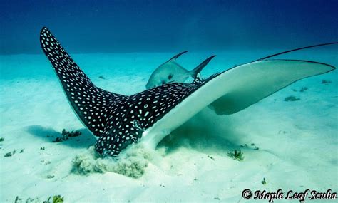 Eagle ray — noun powerful free swimming tropical ray noted for soaring by flapping winglike fins; White-Spotted Eagle Ray at ... at Santa Rosa Shallows ...