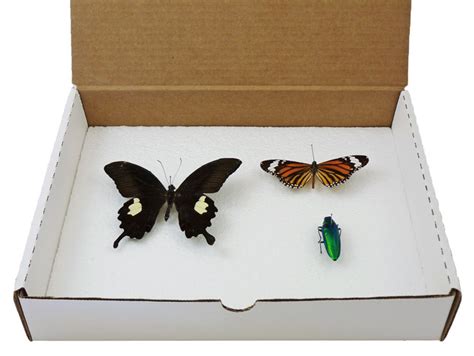 Insect Collection Box Display Your Bugs In This Basic Insect Box