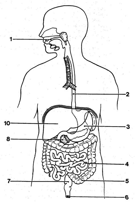 Digestive System Coloring Worksheet Digestive System Coloring Page At