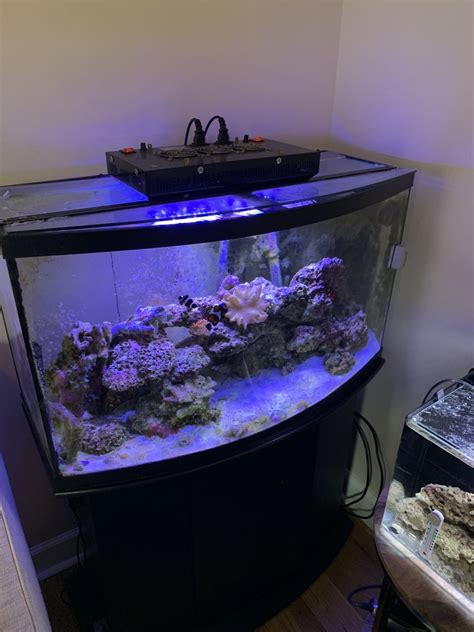 40 Gallon Bowfront Reef Fs Cheap Moving And Must Sell East Nashville
