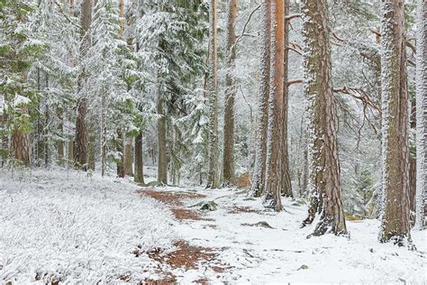Beautiful Serene Winter Forest Landscape Photograph By Juhani Viitanen