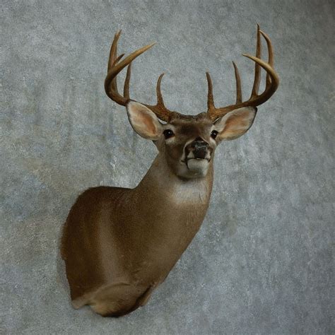 Whitetail Deer Shoulder Mount For Sale 15790 The