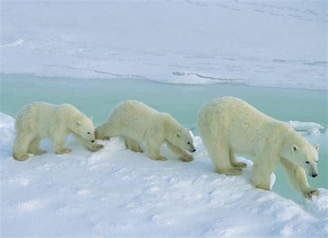 Telestream Wirecast Enables Live Polar Bear Broadcast From The Arctic Tundra Live Productiontv