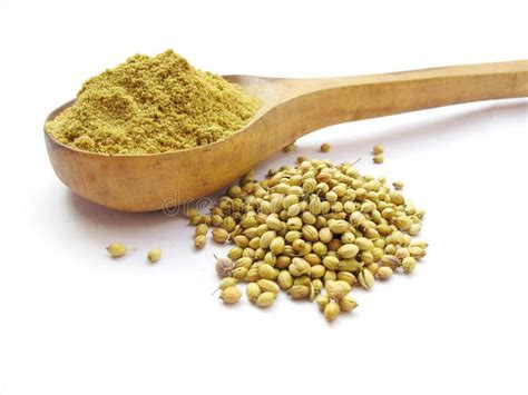 Coriander Whole Coriander Seeds And Powder Isolated On White