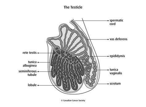 The Testicles Canadian Cancer Society