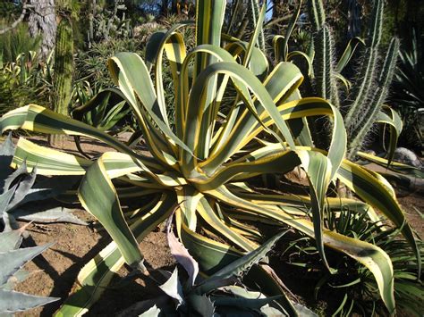 The trick is that the prickly pear extract needs to ingested before the alcoholic beverages. A Walk In The Desert Gardens 2/23/2014 (Page Three)
