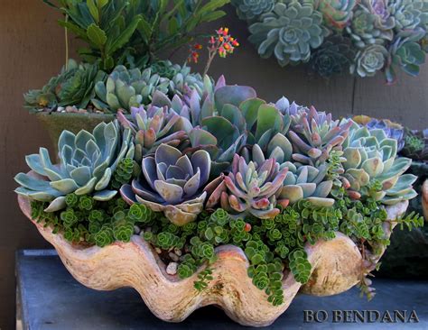 Free shipping on orders over $25 shipped by amazon. Bo Bendana Home & Garden | Succulents, Succulent planter ...