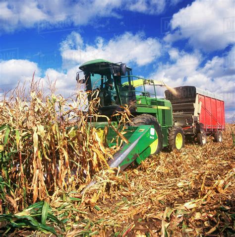 Agriculture A Silage Chopper Harvests Corn Silage Ensilage And
