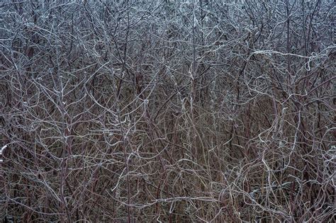 Slideshow 1717-05: Redstem bushes in snow near Slavyanka River near ...