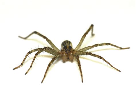 Grass Spider Agelenopsis Sp For This Genus Of Spiders Flickr